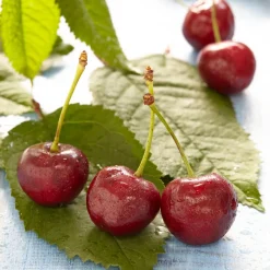 Cerisier Sunburst autofertile - Des cerises sans deuxième arbre
