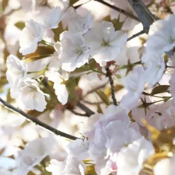 Cerisier Sunset Boulevard - Un nuage rose au jardin