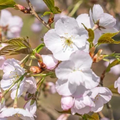 Cerisier Sunset Boulevard - Un nuage rose au jardin