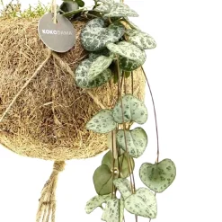 Ceropegia chaîne des cœurs et son pot en fibre de noix de coco - Cascade de cœurs déco