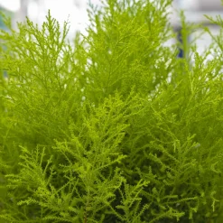 Chambre Cupressus 'Goldcrest Wilma' - Un cyprès citron chez soi