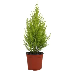 Chambre Cupressus 'Goldcrest Wilma' - Un cyprès citron chez soi