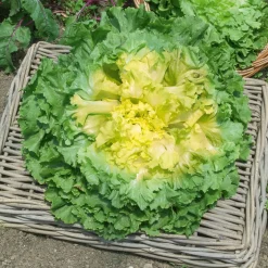 Chicorée scarole Géante Maraîchère - Des salades croquantes tout l'hiver
