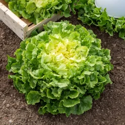 Chicorée scarole Grosse bouclée - Salades croquantes tout l'automne