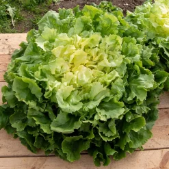 Chicorée scarole Grosse bouclée - Salades croquantes tout l'automne