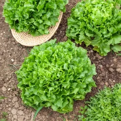 Chicorée scarole Grosse bouclée Nuance Bio - Salades croquantes tout l'été