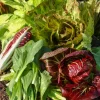 Chicorées sauvages en mélange - Récoltes amères, faciles