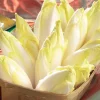 Chicorée Witloof Atlas F1 - endive - Vos endives maison