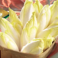 Chicorée Witloof Atlas F1 - endive - Vos endives maison