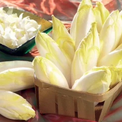 Chicorée Witloof Atlas F1 - endive - Vos endives maison