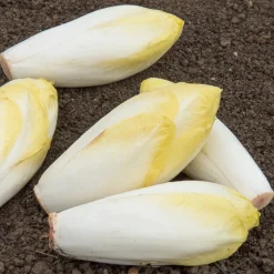 Chicorée Witloof Bingo F1 - Vos endives maison en hiver