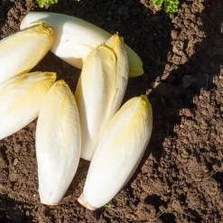 Chicorée Witloof Normale (Sélection maraîchère) (5 g) - Des endives fraîches tout l'hiver