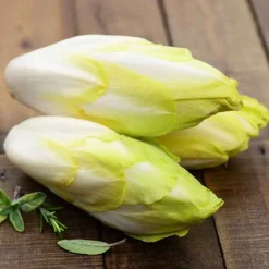 Chicorée Witloof Normale (Sélection maraîchère) (5 g) - Des endives fraîches tout l'hiver