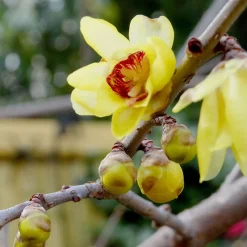 Chimonanthe précoce - Des fleurs en plein hiver