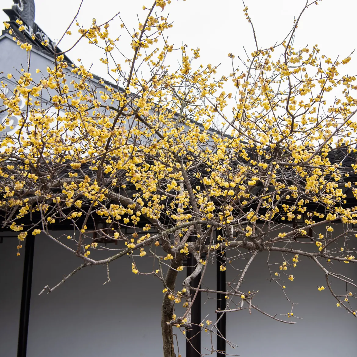 Chimonanthe précoce - Des fleurs en plein hiver