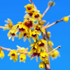 Chimonanthe précoce - Des fleurs en plein hiver