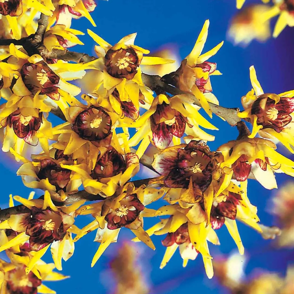 Chimonanthe précoce - Des fleurs en plein hiver