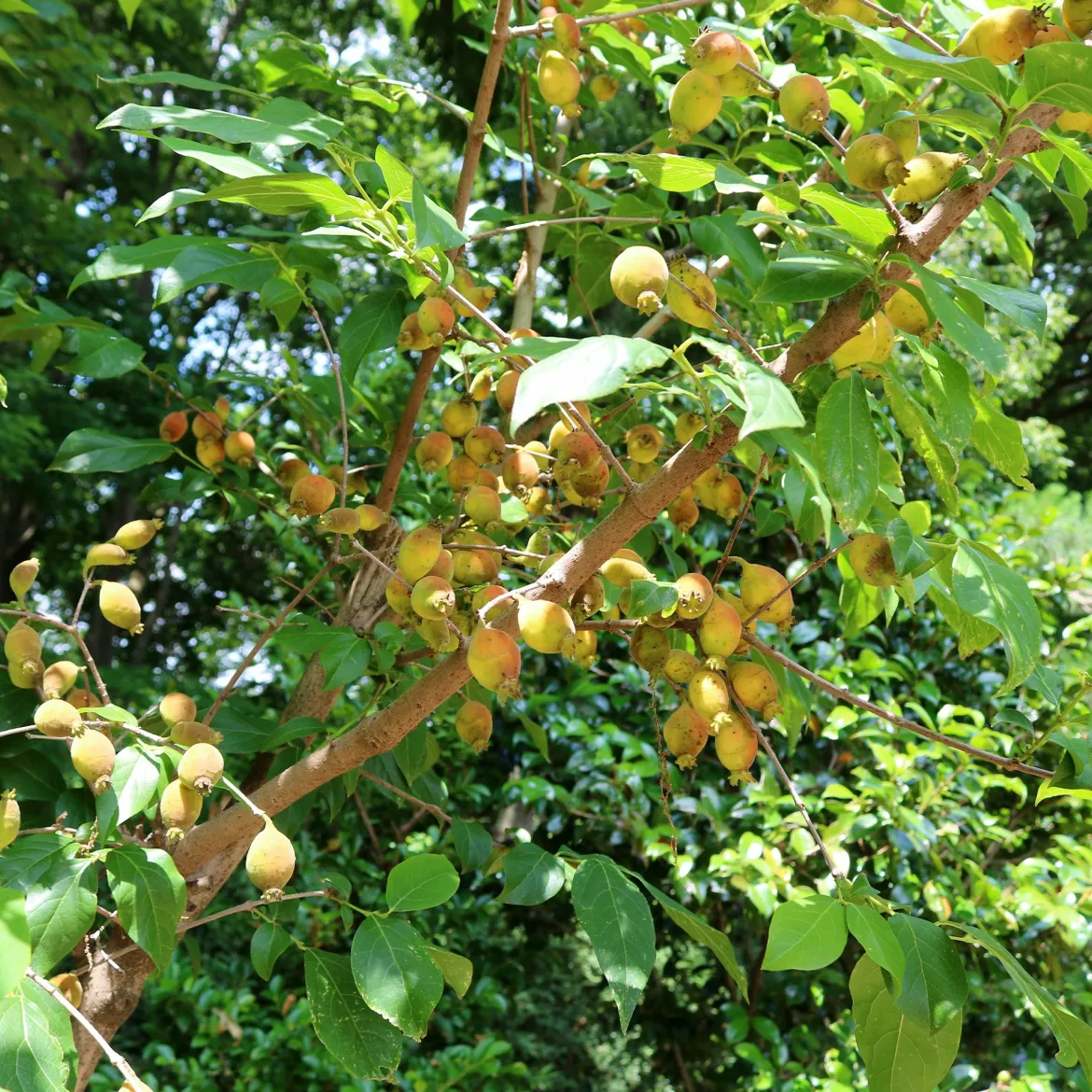 Chimonanthe précoce - Des fleurs en plein hiver