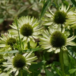 Échinacée pourpre Green Jewel - Des fleurs vertes toute l'été