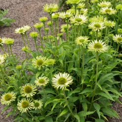 Échinacée pourpre Green Jewel - Des fleurs vertes toute l'été
