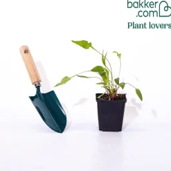 Échinacée pourpre Green Twister - Des fleurs vertes qui virent au rose