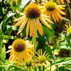 Échinacée pourpre Harvest Moon - Des fleurs jaunes tout l'été