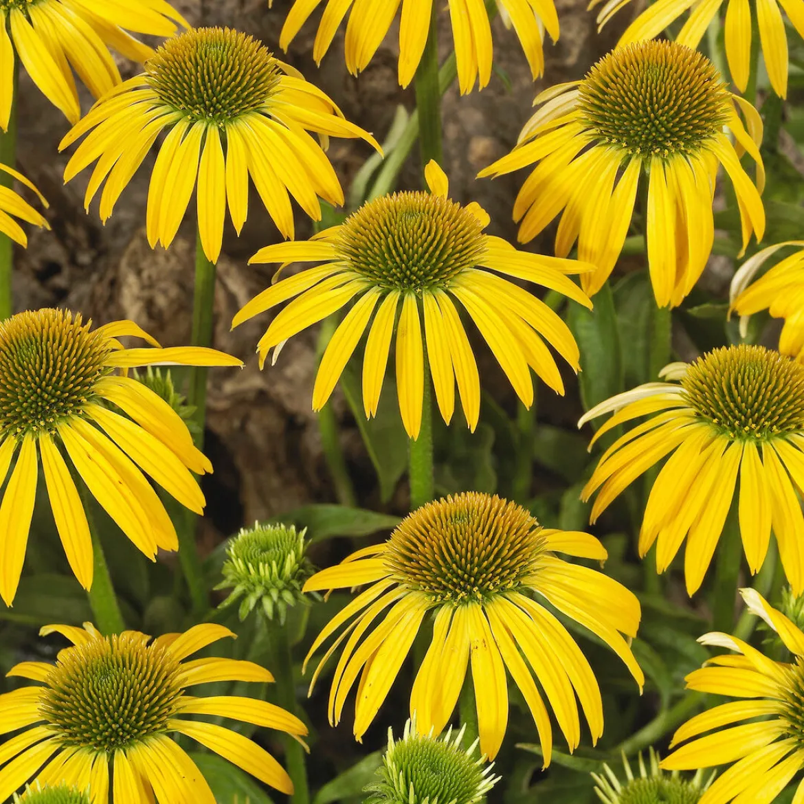 Échinacée pourpre Harvest Moon - Des fleurs jaunes tout l'été