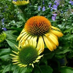 Échinacée pourpre Harvest Moon - Des fleurs jaunes tout l'été