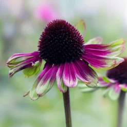 Échinacée pourpre Sweet Sandia - Un massif rose tout l'été