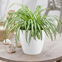 Chlorophytum Atlantic + cache pot blanc 14 cm. - Purifie l'air, idéale en suspension
