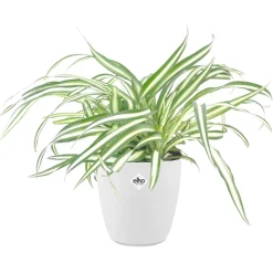 Chlorophytum Atlantic + cache pot blanc 14 cm. - Purifie l'air, idéale en suspension