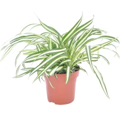 Chlorophytum 'Atlantic' - Verdure facile et dépolluante