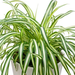 Chlorophytum 'Atlantic' - Verdure facile et dépolluante