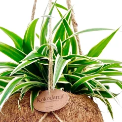 Chlorophytum et son pot en fibre de noix de coco - Verdure facile et déco