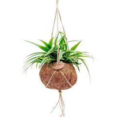 Chlorophytum et son pot en fibre de noix de coco - Verdure facile et déco