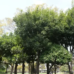 Chêne à feuilles de myrsine - Une haie verte toute l'année