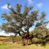 Chêne-liège - L'arbre à l'écorce unique