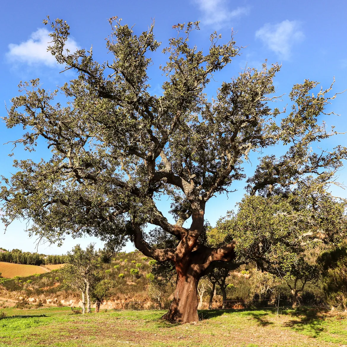 Chêne-liège - L'arbre à l'écorce unique