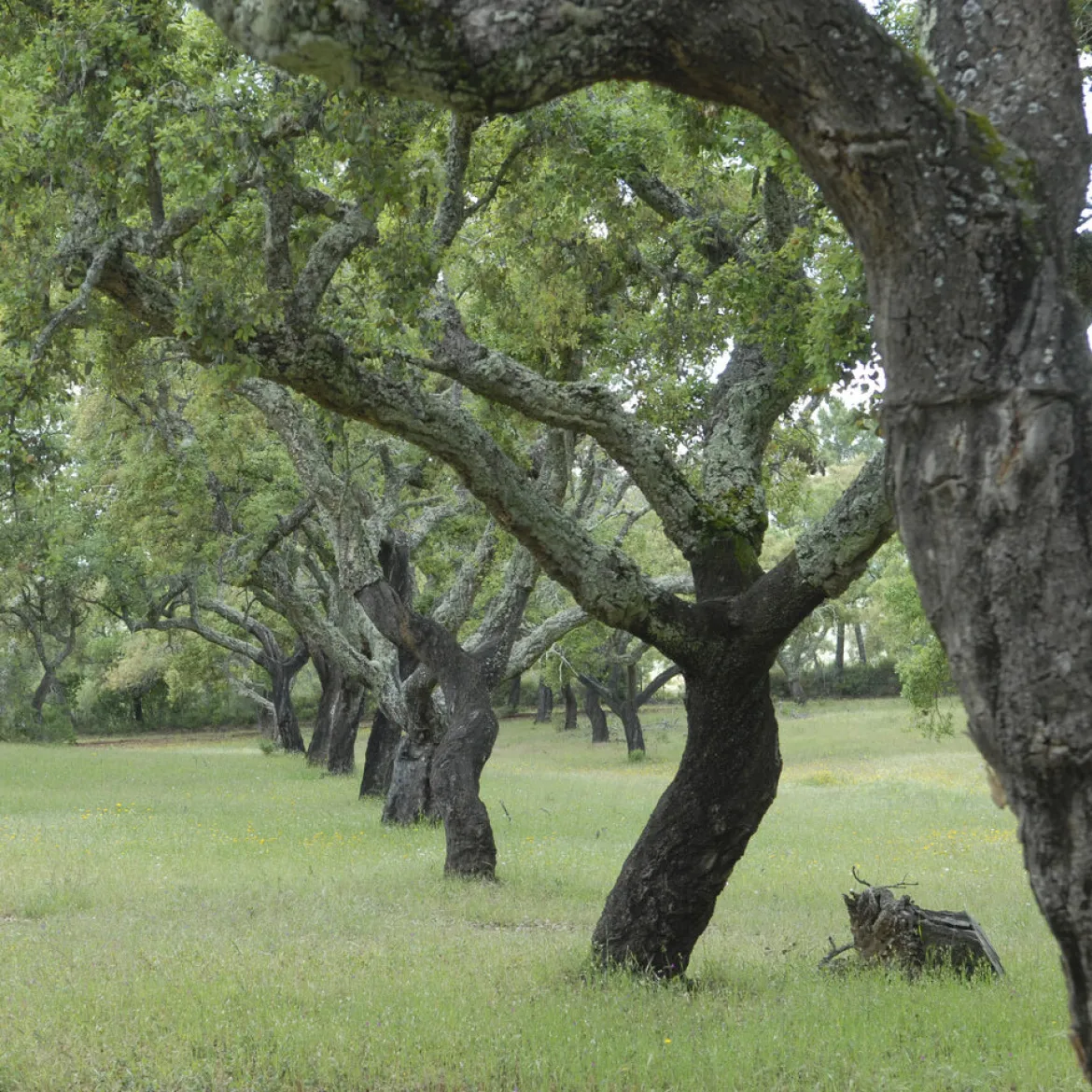 Chêne-liège - L'arbre à l'écorce unique