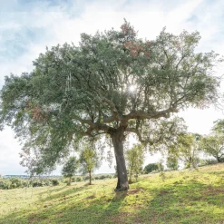 Chêne-liège - L'arbre à l'écorce unique