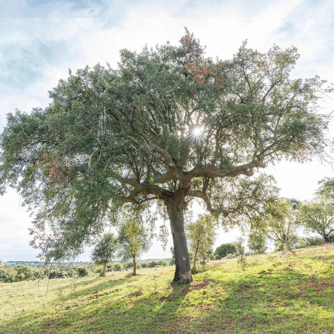 Chêne-liège - L'arbre à l'écorce unique