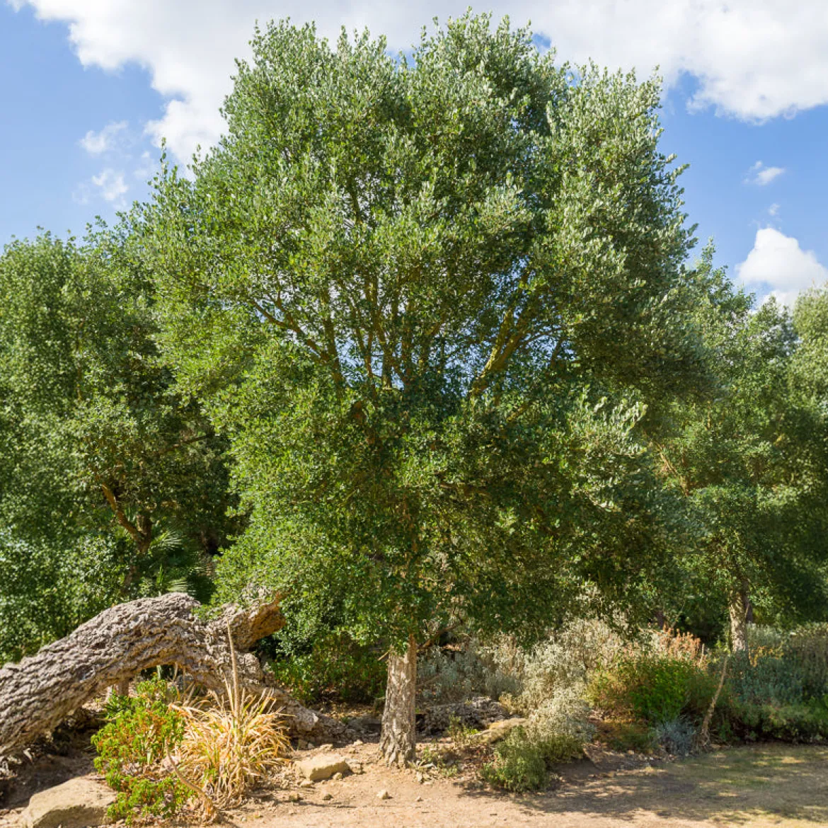 Chêne-liège - L'arbre à l'écorce unique