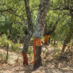Chêne-liège - L'arbre à l'écorce unique