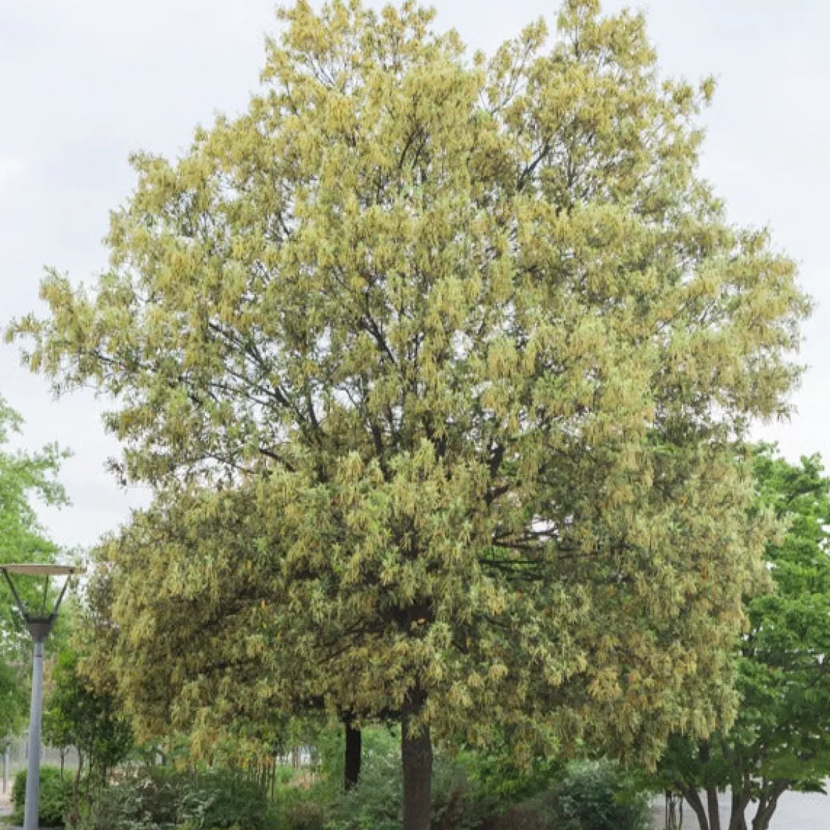 Chêne vert - L'arbre qui brave la sécheresse