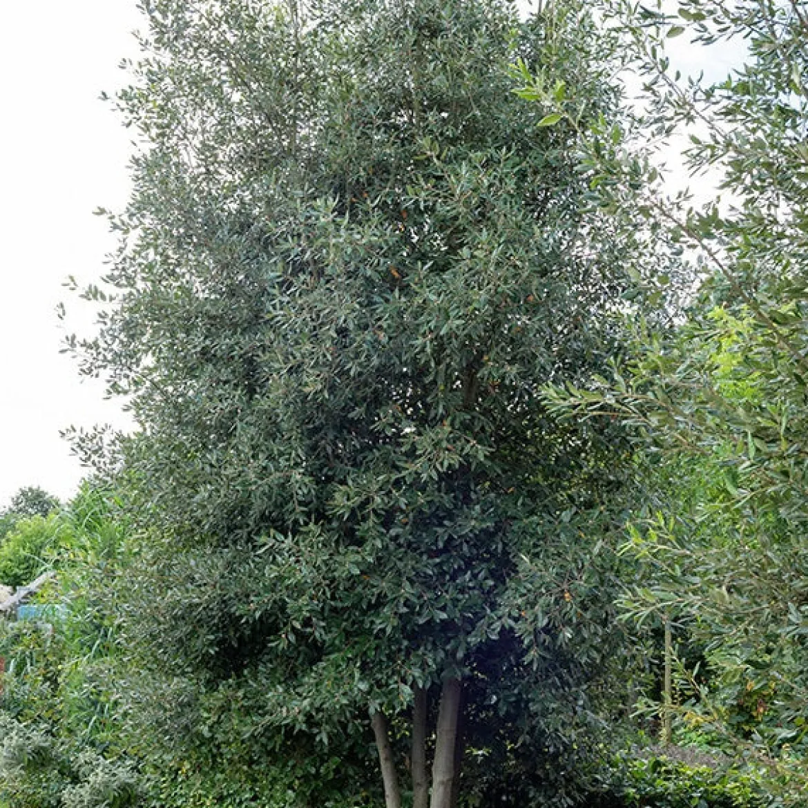 Chêne vert - L'arbre qui brave la sécheresse