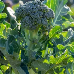 Chou brocoli Atlantis F1 - Des brocolis toute l'année