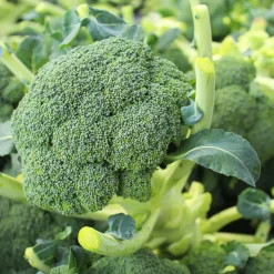 Chou brocoli Atlantis F1 - Des brocolis toute l'année