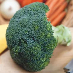 Chou Brocoli 'Calabrese Natalino' - Récolte généreuse et facile