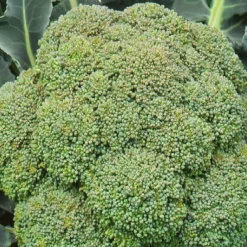 Chou Brocoli 'Calabrese Natalino' - Récolte généreuse et facile
