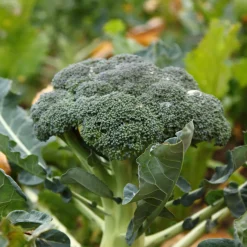 Chou Brocoli 'Calabrese Natalino' - Récolte généreuse et facile
